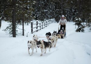 Read more about the article Zakopane – Dog Sledding Adventure